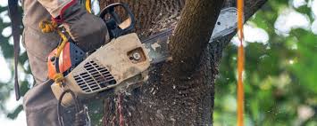 Best Organic Lawn Care Solutions  in Twentynine Palms, CA