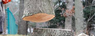 Best Hazardous Tree Removal  in Twentynine Palms, CA