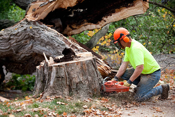 Best Root Management and Removal  in Twentynine Palms, CA