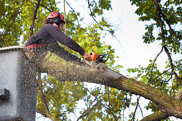 Best Tree Health Inspection  in Twentynine Palms, CA