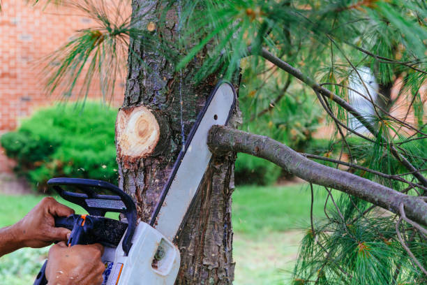 Trusted Twentynine Palms, CA Tree Removal Experts